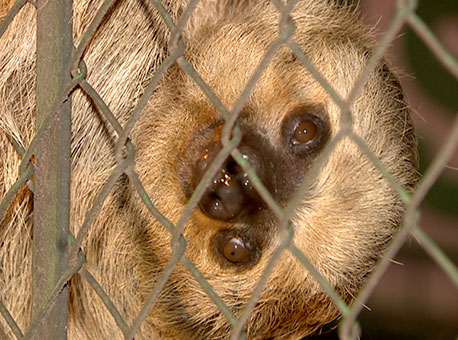 2010-cotidiano-bichopreguica-tvgazeta