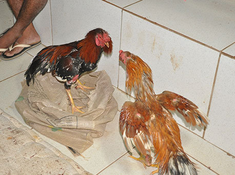 100615-policia-brigadegalo-cleriston2