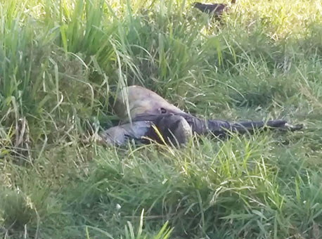 160715-policia-corpoencontrado-cedida