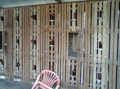 090815-policia-rinhadegalo-vanisianeryjuruaonline