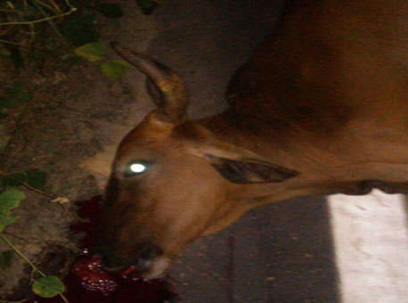 110815-policia-acidenteboi-cedida