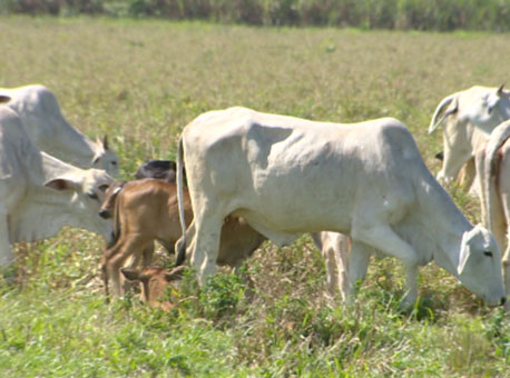 240915-policia-roubodegado-tvgazeta