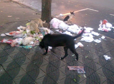 120117-cotidiano-pl-animais-na-rua