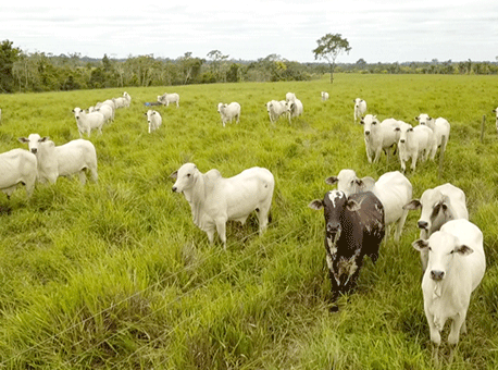 140718-cotidiano-pecuariaacriana-tvgazeta