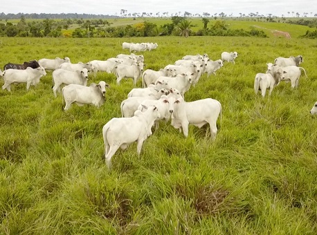 180919-melhoramento-genetico