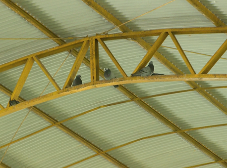 260919-pombos-deonças-controle