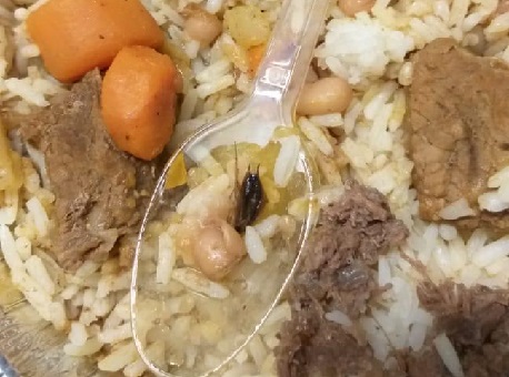 05032020-inseto-alimento