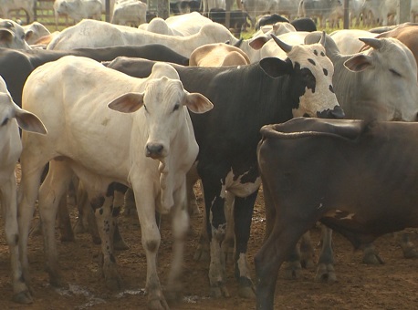 28-05-21-Acre livre de aftose