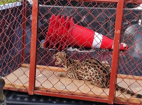 09-06-21-gato-do-mato