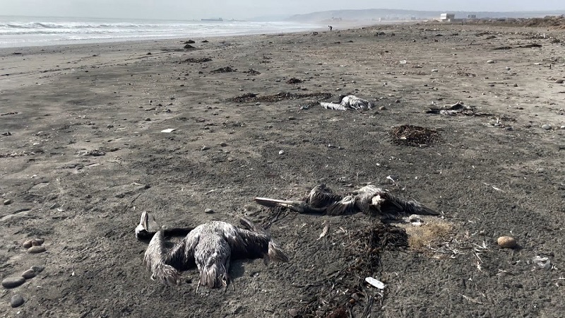 Peru decreta estado de emergência após surto de gripe aviária