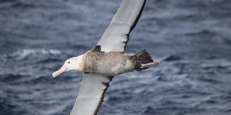 Gripe aviária leva Brasil a decretar emergência zoossanitária