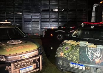 Polícia apreende entorpecentes dentro de caminhão boiadeiro em Senador Guiomard