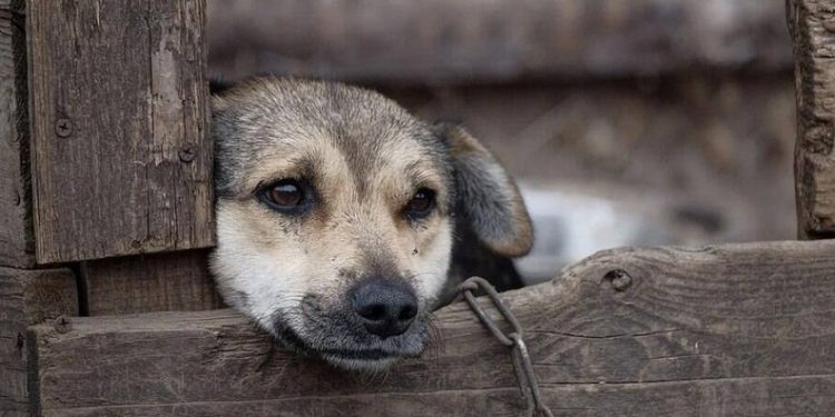 Homem suspeito de violência contra animais é preso no interior do Acre