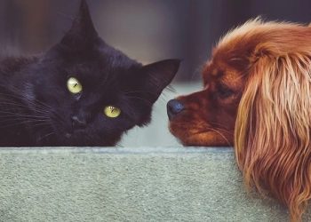 No Acre, lei que institui política de controle populacional de animais domésticos é sancionada