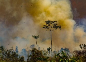 Tarauacá e Feijó estão na lista nacional de municípios com mais focos de queimadas nas últimas 48 horas