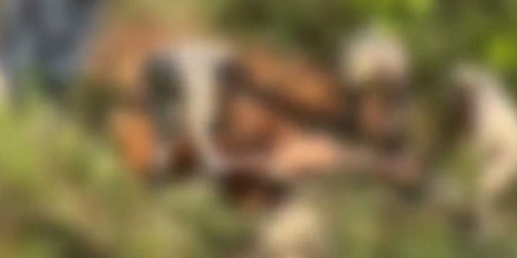 Polícia investiga possível primeiro caso de feminicídio em 2023 em Senador Guiomard