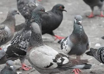 Em Rio Branco, comerciantes iniciam abaixo-assinado para proibir pessoas de alimentarem os pombos