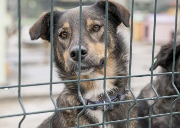 Lei a respeito da liberdade de habitação e circulação de animais domésticos em condomínios é sancionada no Acre