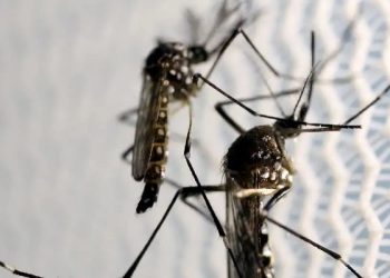 Brasil é o país com mais casos de dengue no mundo, alerta OMS