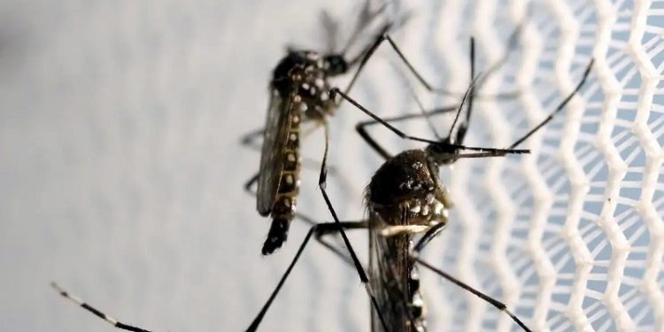 Brasil é o país com mais casos de dengue no mundo, alerta OMS
