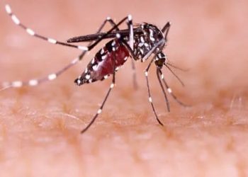 Dengue: casos aumentam em Rio Branco e Secretaria de Saúde alerta para possível epidemia