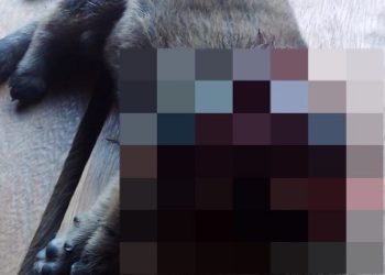 No interior do Acre, tutor mata cadela da raça Chow-chow por animal fazer “muito barulho”