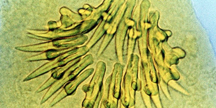 Quase 90 casos da ‘Doença da Paca’ são registrados em três municípios do interior do Acre