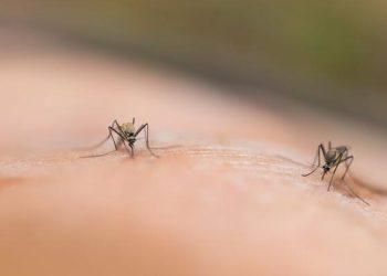 Rio Branco registra 32 casos de Oropouche e um de Mayaro em 2023; entenda vírus