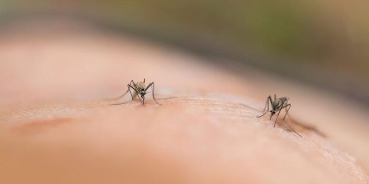 Rio Branco registra 32 casos de Oropouche e um de Mayaro em 2023; entenda vírus