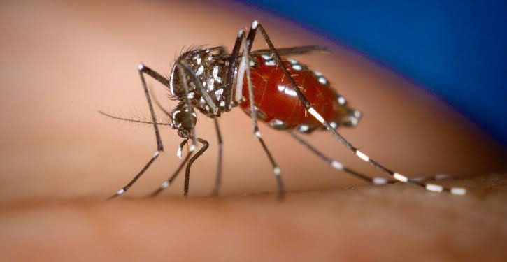 Rio Branco concentra 50% dos casos de dengue do Acre, segundo a Sesacre