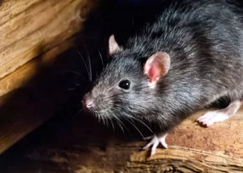 Com 177 casos suspeitos de Leptospirose em 2024, autoridades em Saúde temem aumento com vazante do Rio Acre