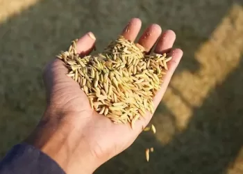 Preço do arroz deve cair cerca de 20% nas próximas semanas, afirma ministro da Agricultura
