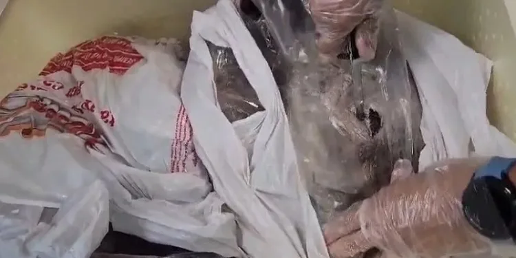 Homem é preso transportando 3,2 kg de maconha em peixes