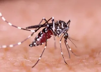 Dengue matou mais que o dobro de pessoas no 1º trimestre de 2024 em relação ao mesmo período de 2023