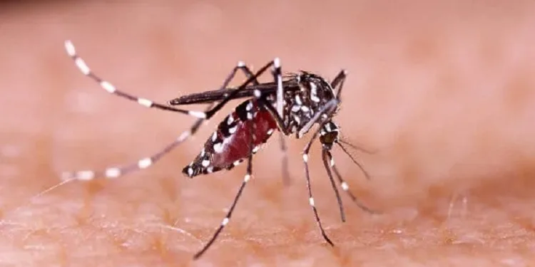 Dengue matou mais que o dobro de pessoas no 1º trimestre de 2024 em relação ao mesmo período de 2023