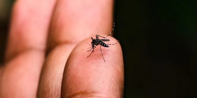 No Acre, casos de dengue em 2024 quase triplicam em relação ao mesmo período de 2023; veja