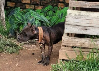 Cães com desnutrição e vítimas de maus-tratos são resgatados pela polícia em Rio Branco