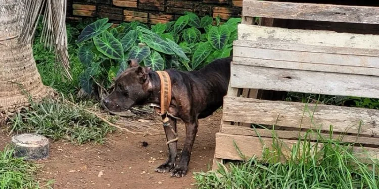 Cães com desnutrição e vítimas de maus-tratos são resgatados pela polícia em Rio Branco
