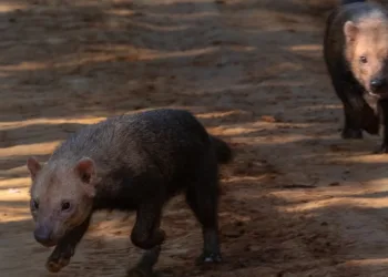 Ameaçado de extinção, cachorro-vinagre é registrado por biólogo acreano em Rio Branco