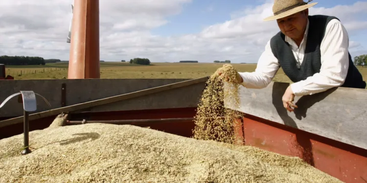 Governo publica MP que autoriza importar até um milhão de toneladas de arroz