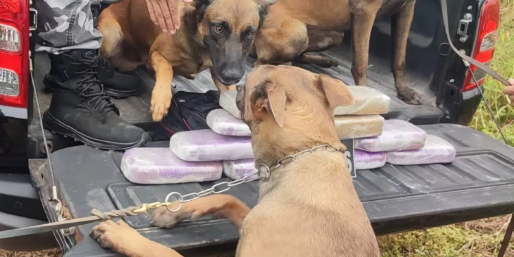 Quase 12 kg de drogas são apreendidos em caminhão no interior do Acre