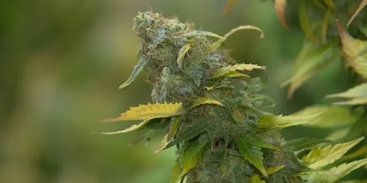 Entenda a decisão do STF que descriminalizou o porte de maconha