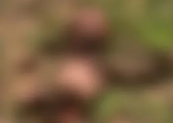 Adolescente induzida ao aborto acreditava que medicamento iria “dissolver a criança”, diz delegado