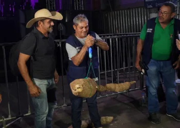Seis produtores rurais concorrem na competição da maior macaxeira, prêmios somam R$ 10 mil