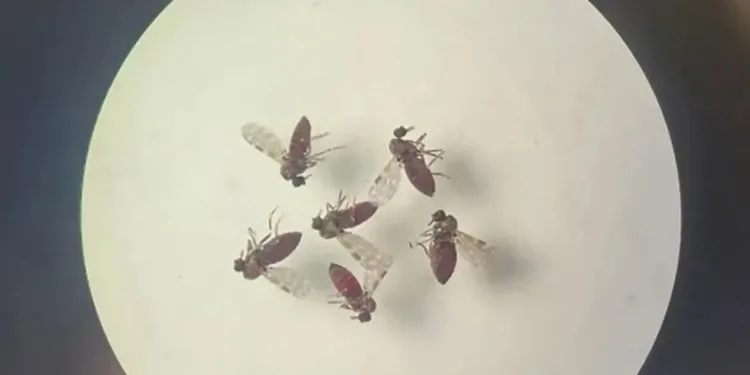 Febre Ouropuche: relatório da Fiocruz constata que casos no Acre são de nova linhagem do vírus