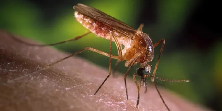 Brasil elimina elefantíase como problema de saúde pública