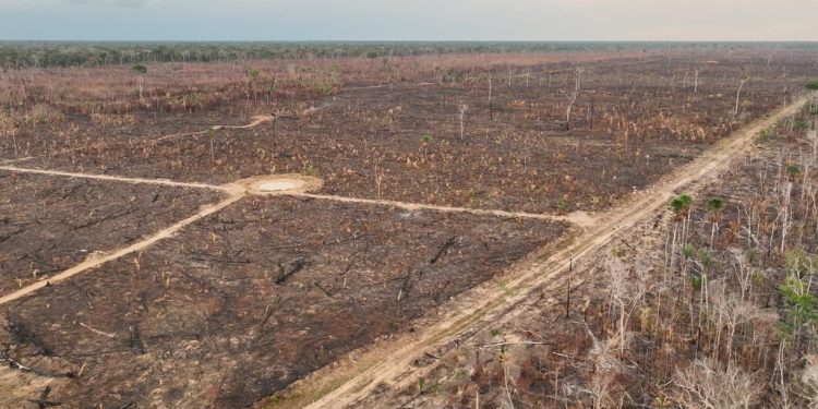 Polícia Federal deflagra Operação Dracarys contra desmatamento e queimadas ilegais na Amazônia