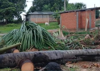 Crime ambiental: derrubada de palmeiras de buriti gera indignação em Rodrigues Alves
