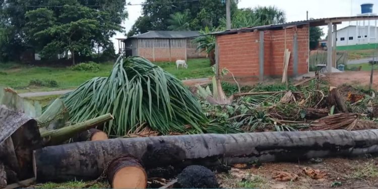 Crime ambiental: derrubada de palmeiras de buriti gera indignação em Rodrigues Alves