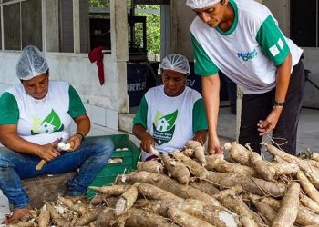 Cruzeiro do Sul recebe título de Capital Nacional da Farinha de Mandioca
